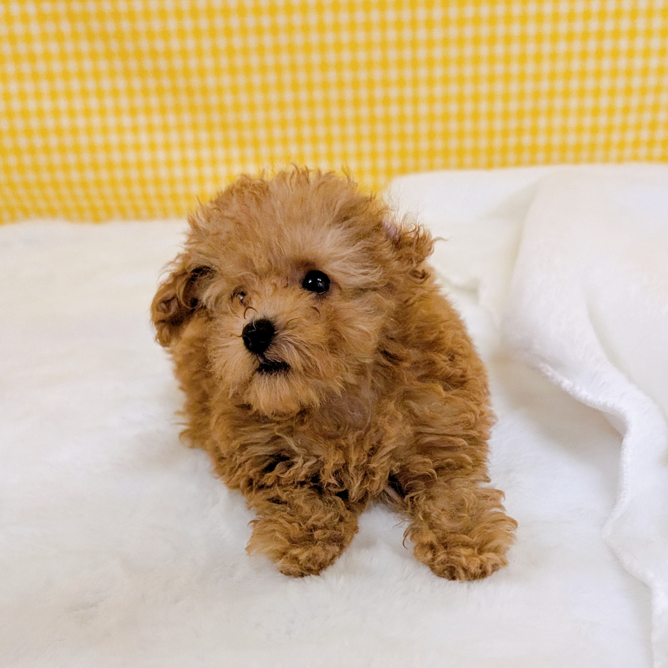 愛知県のトイプードル(タイニー) (犬の家＆猫の里一宮店/2026年3月7日生まれ/女の子/オレンジフォーン)の子犬の4枚目の画像