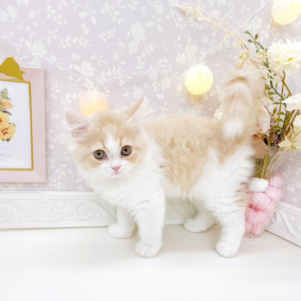 富山県のスコティッシュストレート (犬の家＆猫の里富山店/2026年3月7日生まれ/男の子/クリームタビーホワイト)の子猫の4枚目の画像