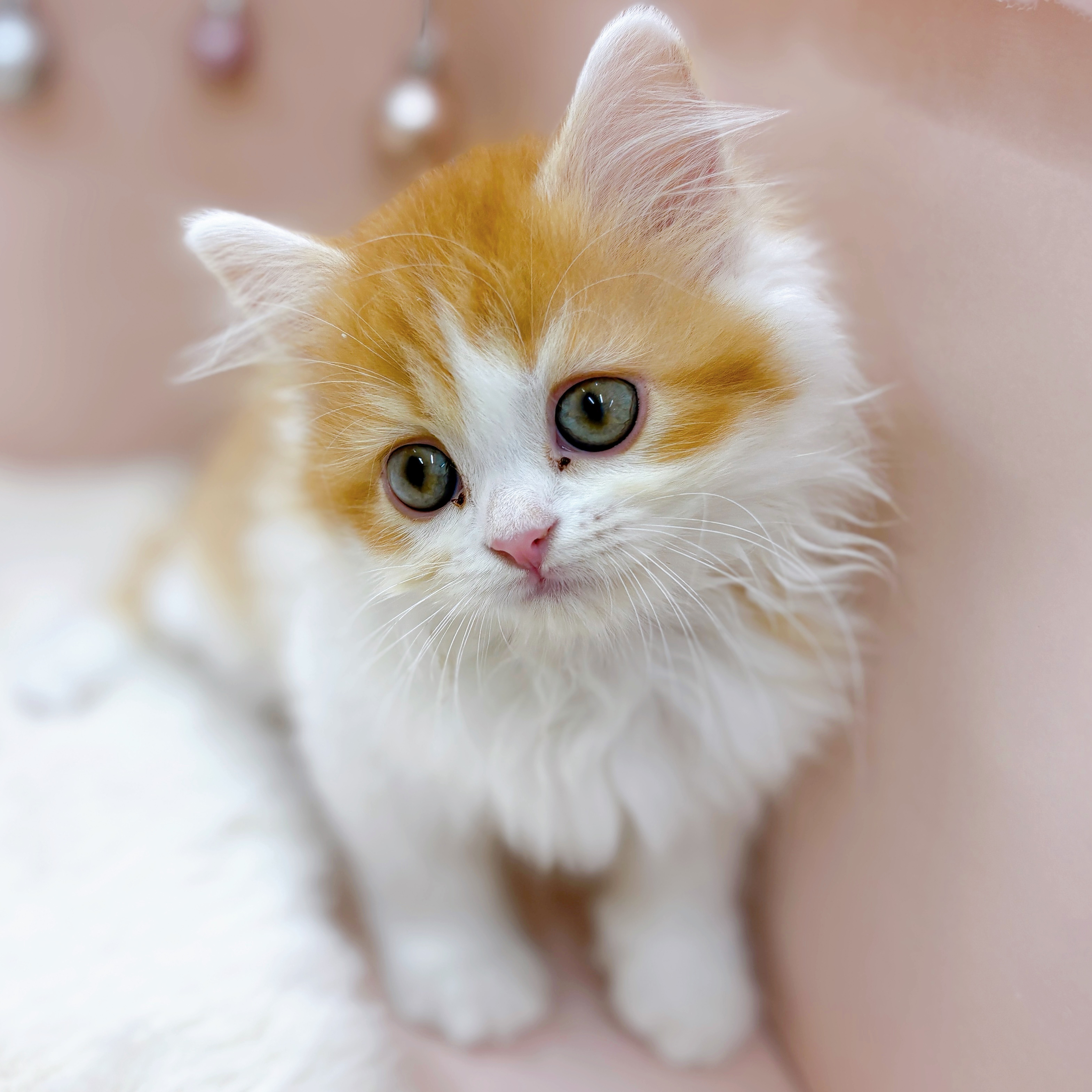 福井県のスコティッシュストレート (犬の家＆猫の里アミーゴ福井大和田店/2026年3月7日生まれ/女の子/レッドタビーホワイト)の子猫の4枚目の画像
