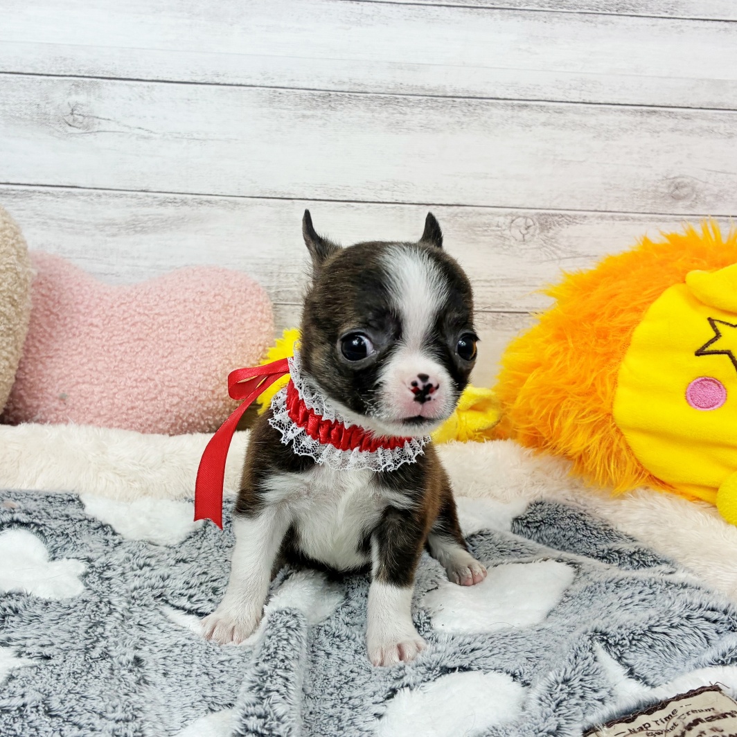 兵庫県のハーフ犬・ミックス犬 (犬の家＆猫の里川西店/2026年3月8日生まれ/女の子/ブリンドルホワイト)の子犬の4枚目の画像