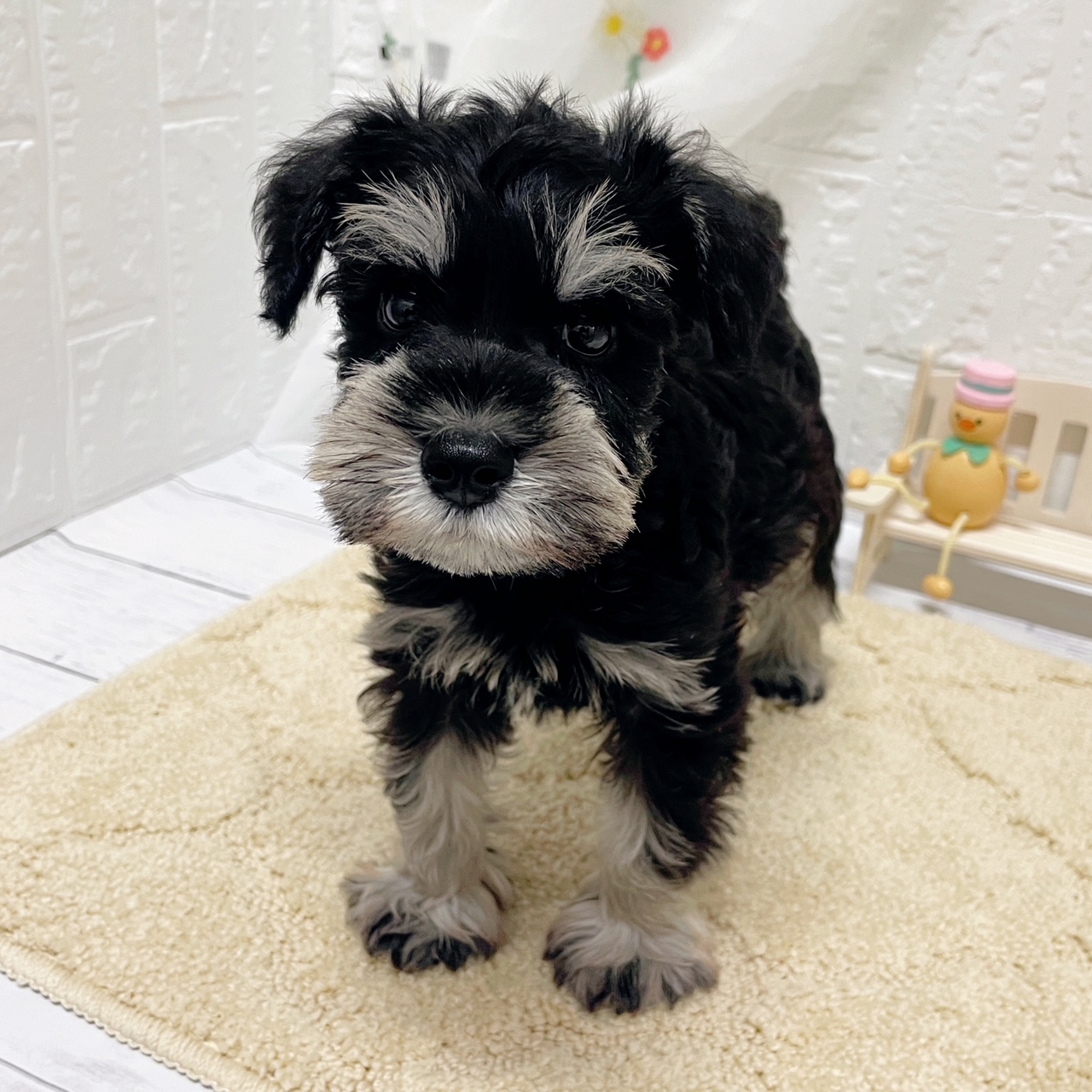 岡山県のミニチュアシュナウザー (犬の家＆猫の里岡山店/2026年3月8日生まれ/男の子/ブラックシルバー)の子犬の4枚目の画像