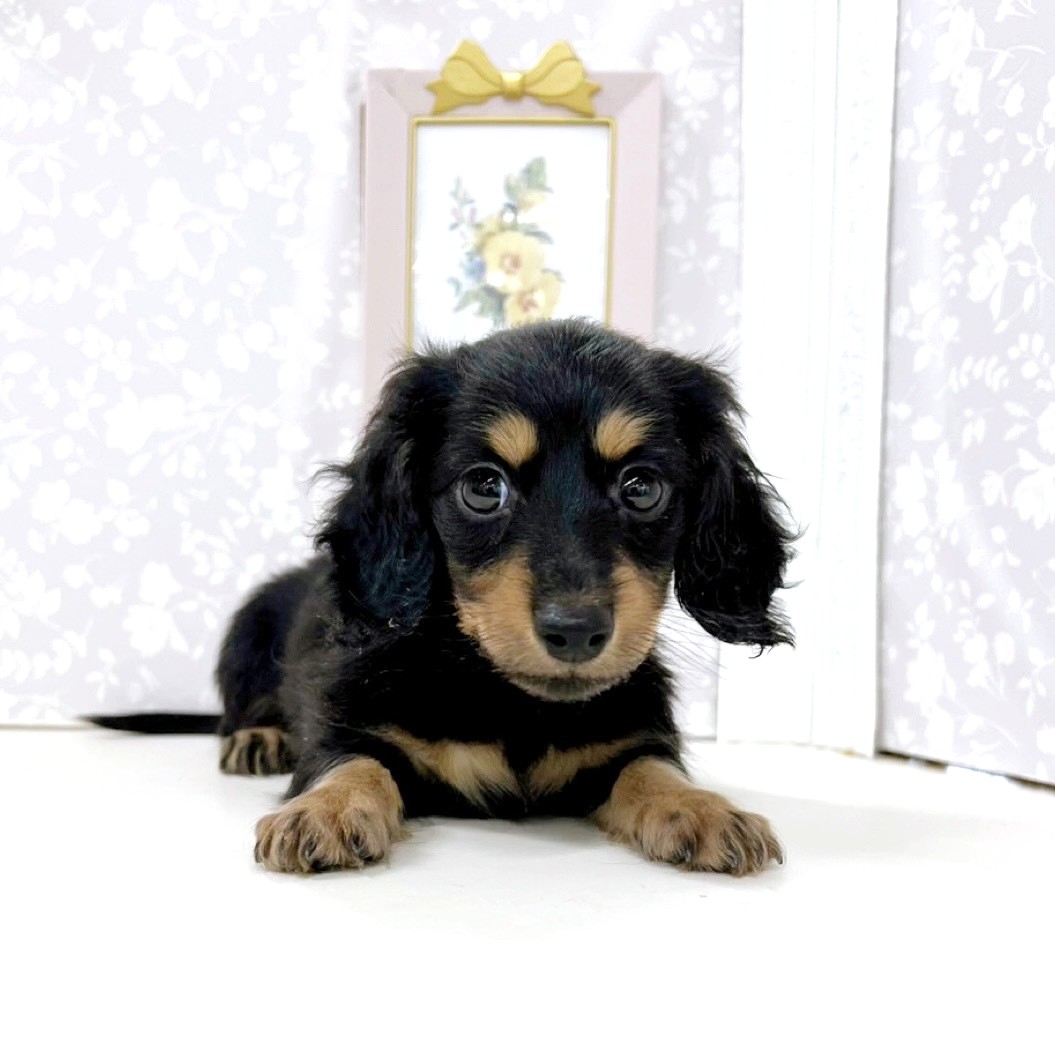 富山県のカニンヘンダックスフンド(ロング) (犬の家＆猫の里アミーゴ高岡蓮花寺店/2026年3月8日生まれ/女の子/ブラックイエロー)の子犬の4枚目の画像