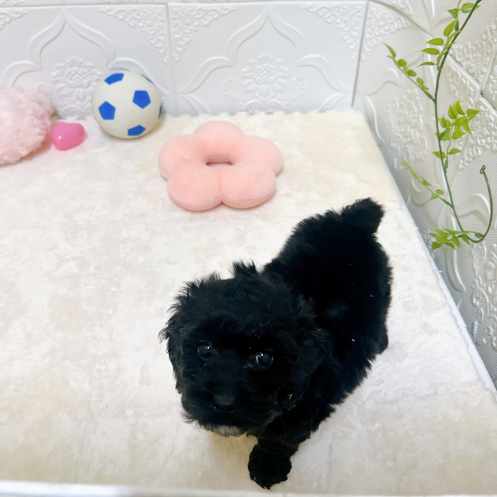 愛知県のコッカプー(アメリカンコッカースパニエル×プードル) (犬の家＆猫の里岡崎店/2026年3月5日生まれ/男の子/ブラック)の子犬の4枚目の画像