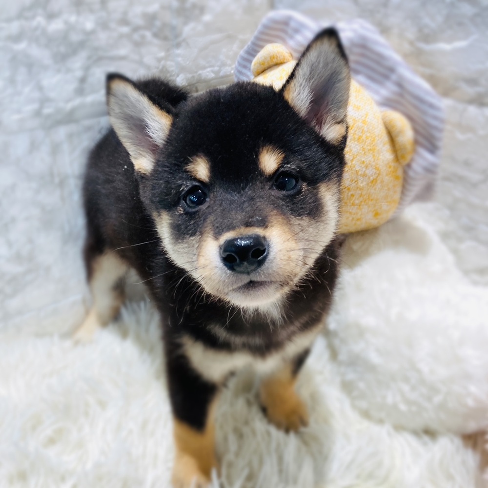 愛知県の柴犬(標準サイズ) (犬の家＆猫の里MiO香久山店/2026年3月8日生まれ/男の子/黒)の子犬の1枚目の画像