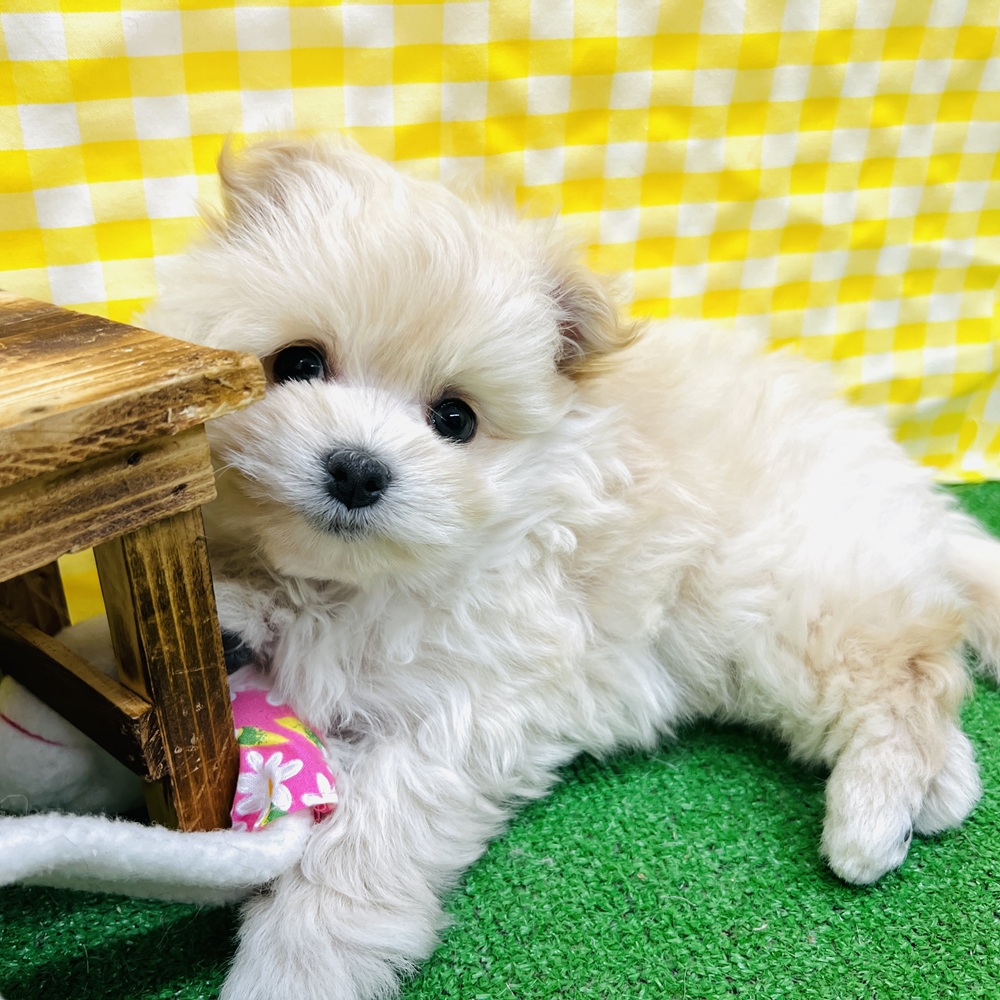 愛知県のポメマル/マルポメ(ポメラニアン×マルチーズ) (犬の家＆猫の里名古屋天白店/2026年3月5日生まれ/男の子/クリーム)の子犬の4枚目の画像