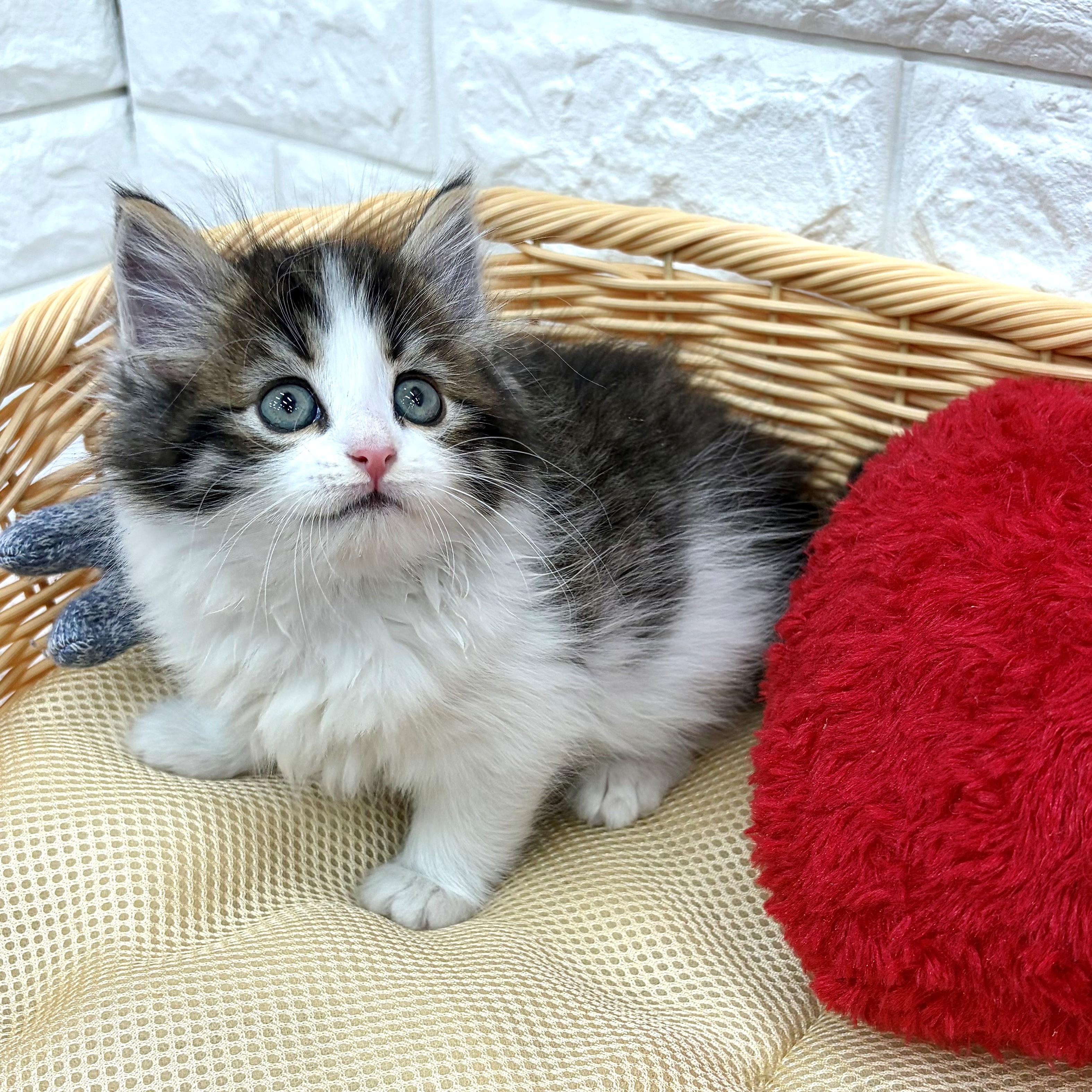 愛知県のノルウェージャンフォレストキャット (犬の家＆猫の里MEGAドン・キホーテ東海名和店/2026年3月8日生まれ/男の子/ブラウンタビーホワイト)の子猫の4枚目の画像