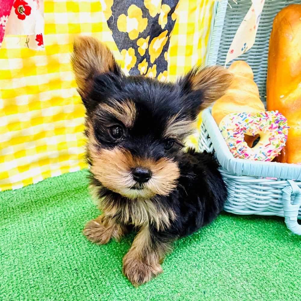 愛知県のヨークシャーテリア (犬の家＆猫の里名古屋天白店/2026年3月8日生まれ/男の子/スチールブルータン)の子犬の4枚目の画像