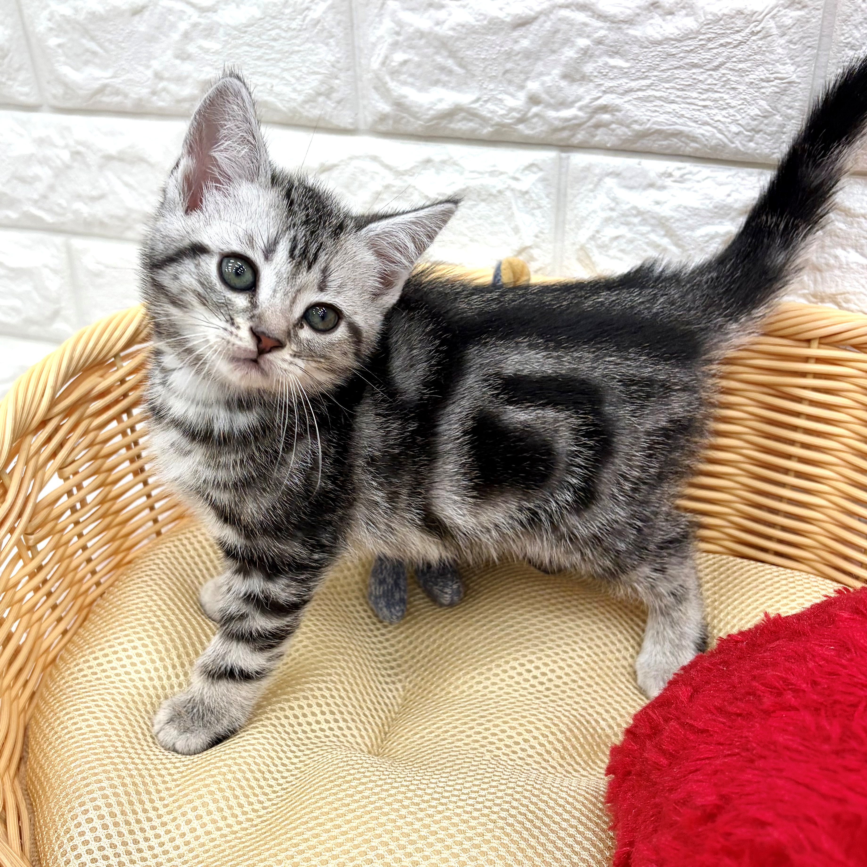 愛知県のアメリカンショートヘアー (犬の家＆猫の里MEGAドン・キホーテ東海名和店/2026年3月8日生まれ/女の子/シルバータビー)の子猫の4枚目の画像