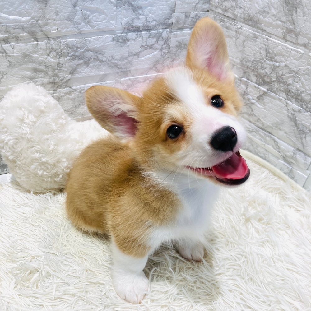 愛知県のウェルシュコーギーペンブローク (犬の家＆猫の里MiO香久山店/2026年3月5日生まれ/男の子/レッドホワイト)の子犬の4枚目の画像