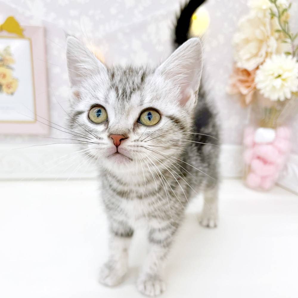富山県のアメリカンショートヘアー (犬の家＆猫の里富山店/2026年3月8日生まれ/男の子/シルバータビー)の子猫の4枚目の画像