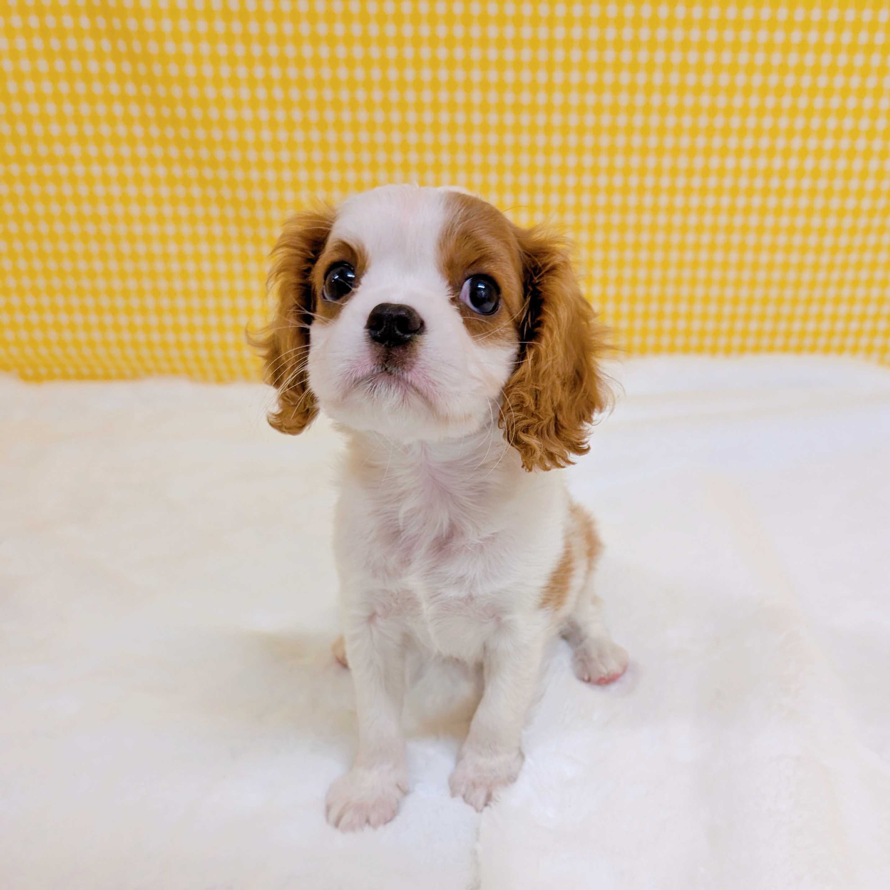 愛知県のキャバリアキングチャールズスパニエル (犬の家＆猫の里一宮店/2026年3月8日生まれ/女の子/ブレンハイム)の子犬の4枚目の画像