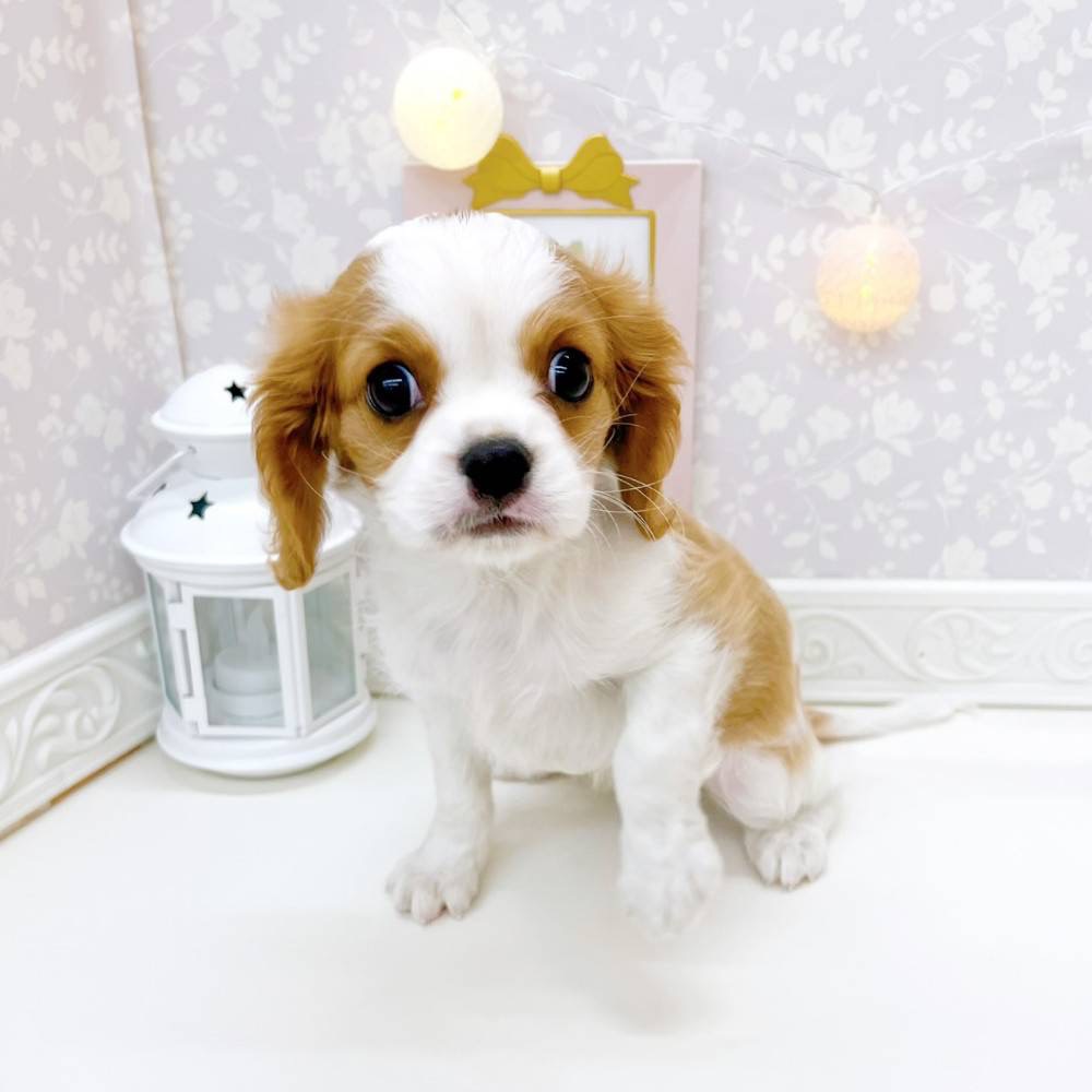 富山県のキャバリアキングチャールズスパニエル (犬の家＆猫の里富山店/2026年3月7日生まれ/女の子/ブレンハイム)の子犬の4枚目の画像