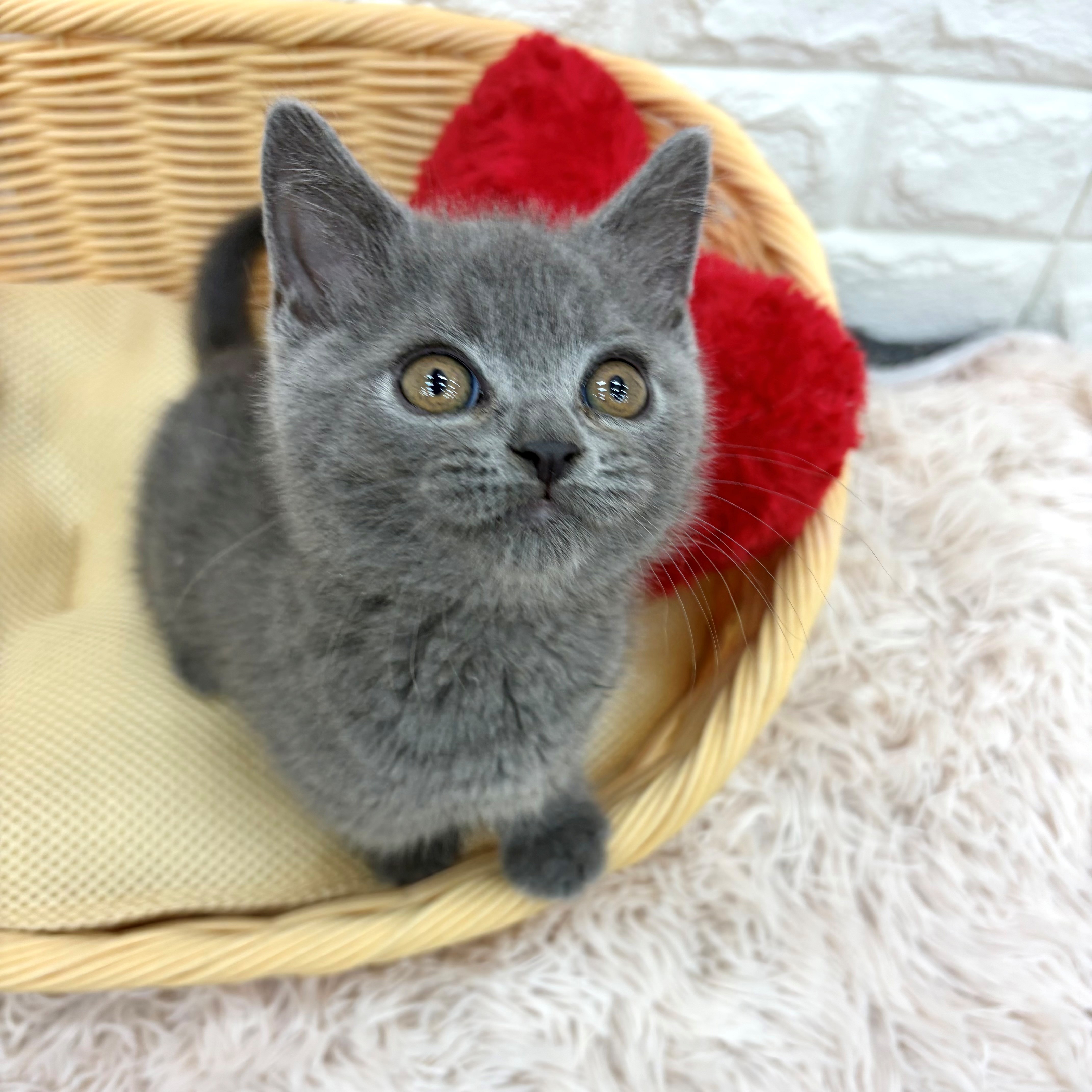 愛知県のブリティッシュショートヘアー (犬の家＆猫の里MEGAドン・キホーテ東海名和店/2026年3月5日生まれ/男の子/ブルー)の子猫の1枚目の画像