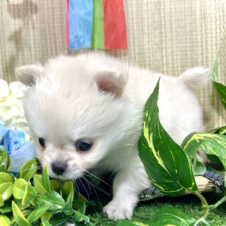 神奈川県のポメチワ/チワポメ/ポメチー(ポメラニアン×チワワ) (犬の家＆猫の里小田原店/2026年3月9日生まれ/男の子/クリーム)の子犬の4枚目の画像