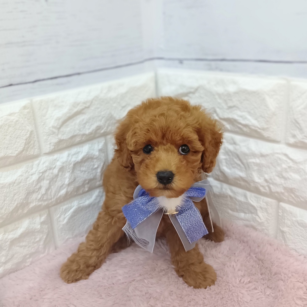 静岡県のトイプードル(トイ) (犬の家＆猫の里アミーゴ浜松和田店/2026年3月9日生まれ/男の子/レッド)の子犬の4枚目の画像