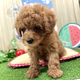神奈川県のトイプードル(トイ) (犬の家＆猫の里小田原店/2026年3月9日生まれ/女の子/レッド)の子犬の4枚目の画像
