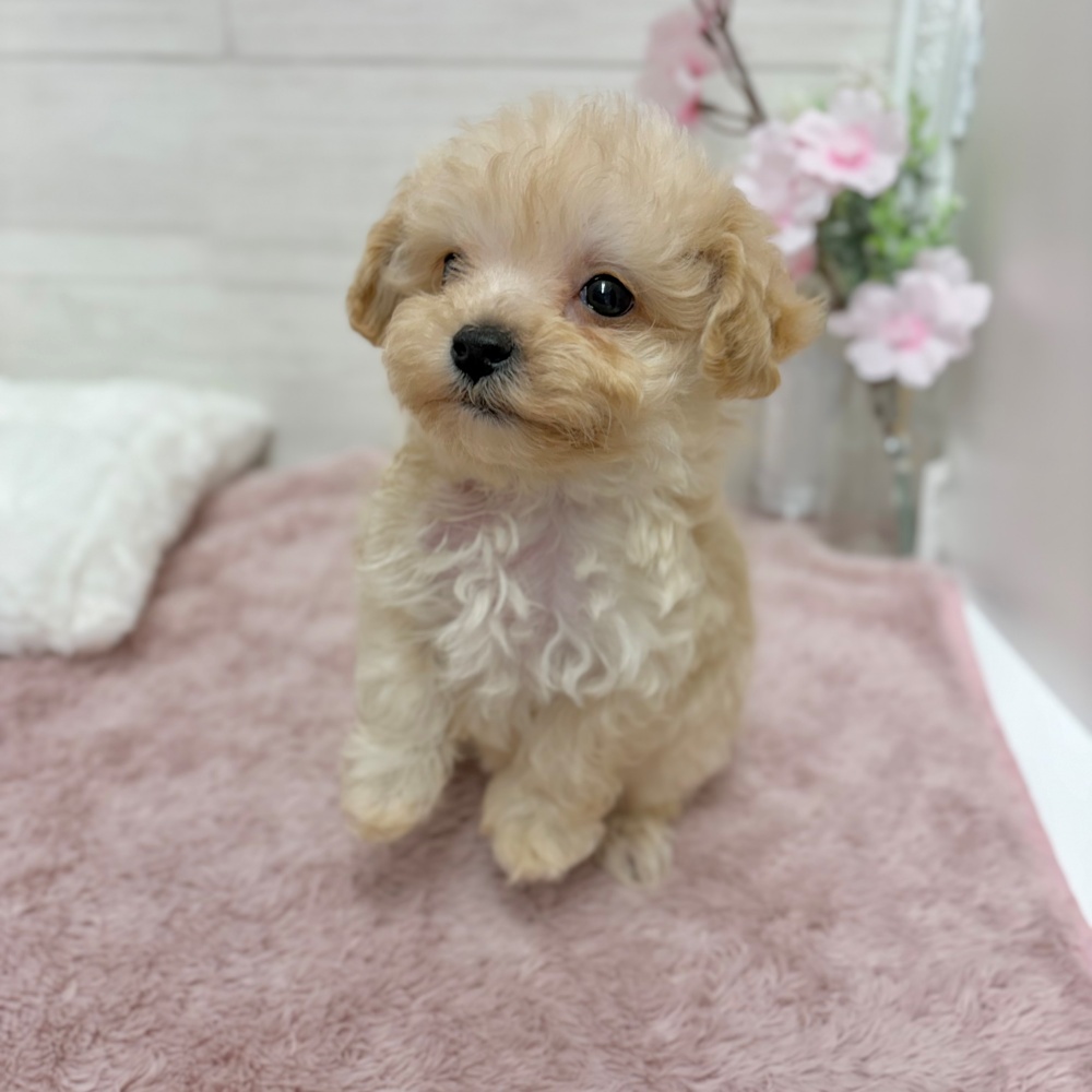 神奈川県のマルプー(マルチーズ×プードル) (犬の家＆猫の里相模原店/2026年3月9日生まれ/男の子/アプリコット)の子犬の4枚目の画像