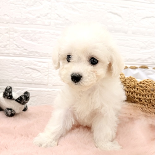 愛知県のビションフリーゼ (犬の家＆猫の里豊川インター店/2026年3月9日生まれ/女の子/ホワイト)の子犬の4枚目の画像