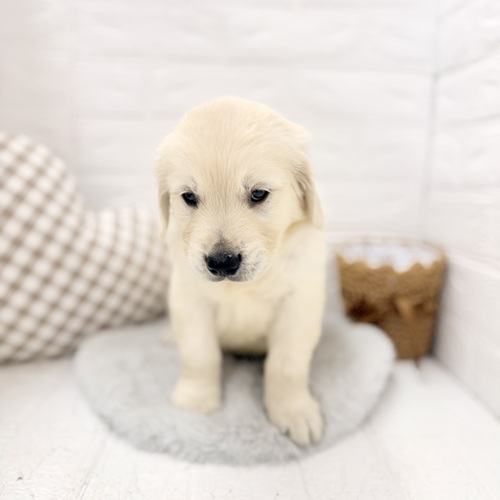 愛知県のゴールデンレトリバー (犬の家＆猫の里豊川インター店/2026年3月9日生まれ/男の子/ゴールデン)の子犬の4枚目の画像