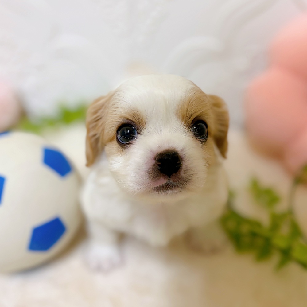 愛知県のハーフ犬・ミックス犬 (犬の家＆猫の里岡崎店/2026年3月8日生まれ/男の子/クリームホワイト)の子犬の1枚目の画像