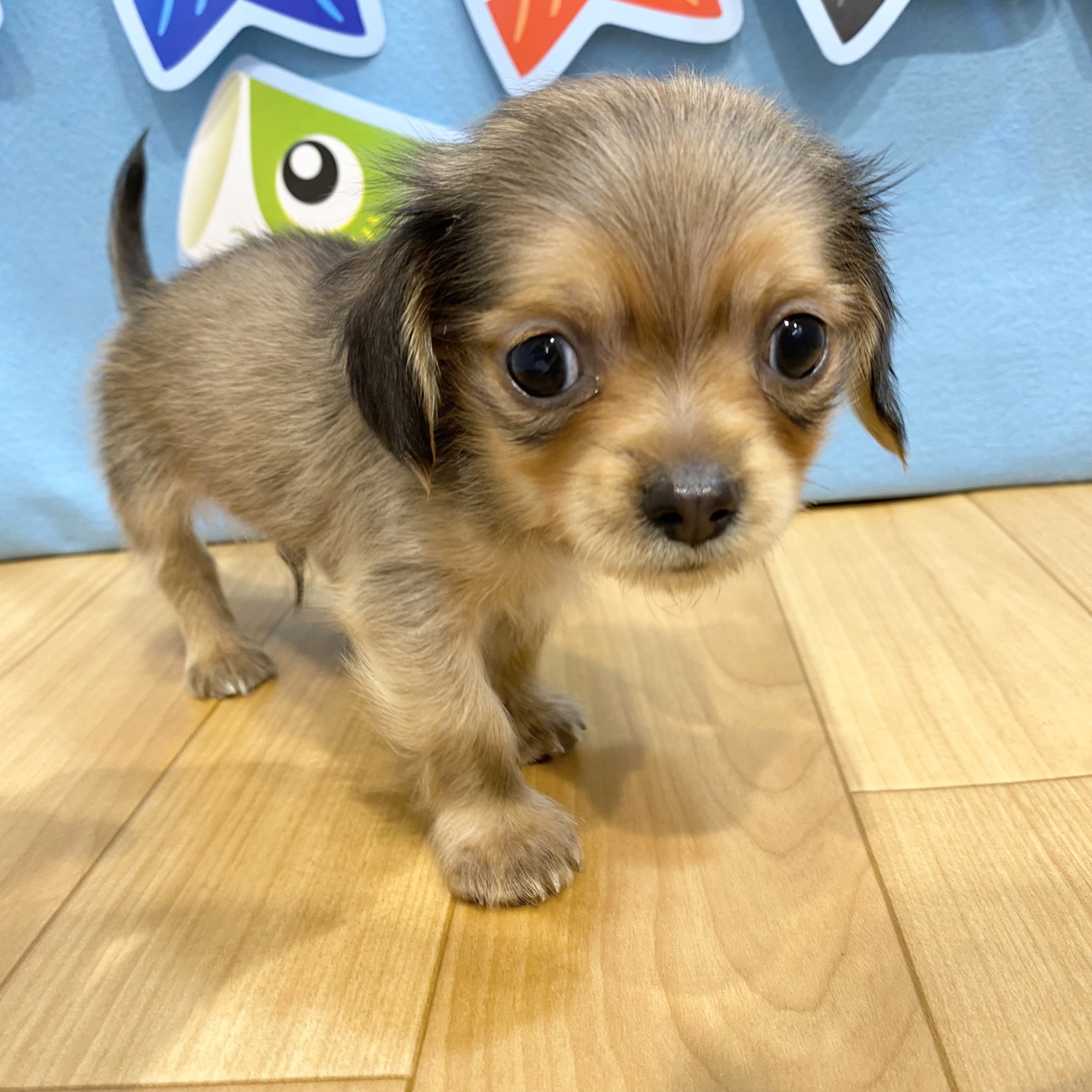 長野県のチワックス(チワワ×ダックス) (犬の家＆猫の里カインズ梓川店/2026年3月7日生まれ/男の子/レッド)の子犬の4枚目の画像