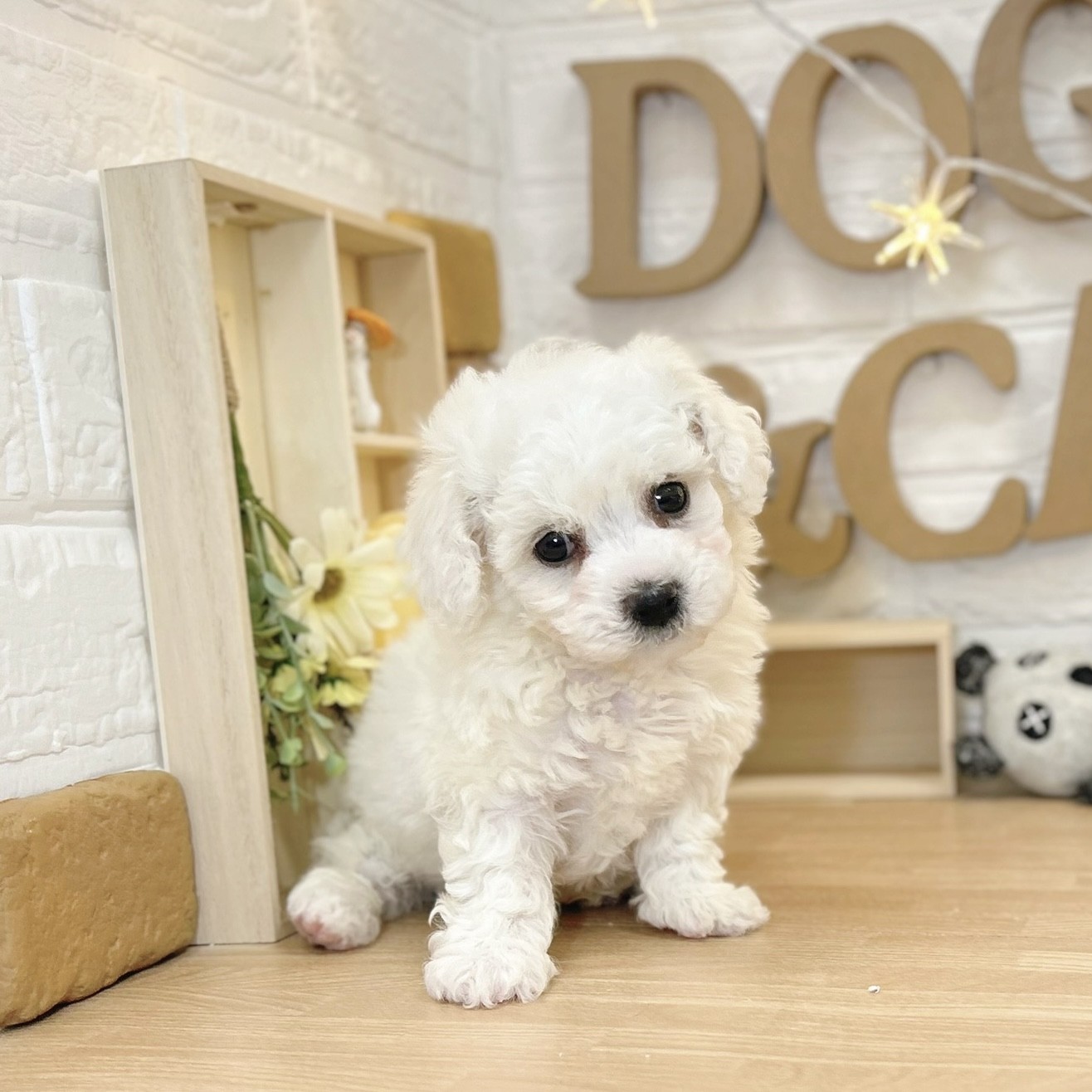 千葉県のビションフリーゼ (犬の家＆猫の里ワンズモール稲毛店/2026年3月9日生まれ/男の子/ホワイト)の子犬の4枚目の画像