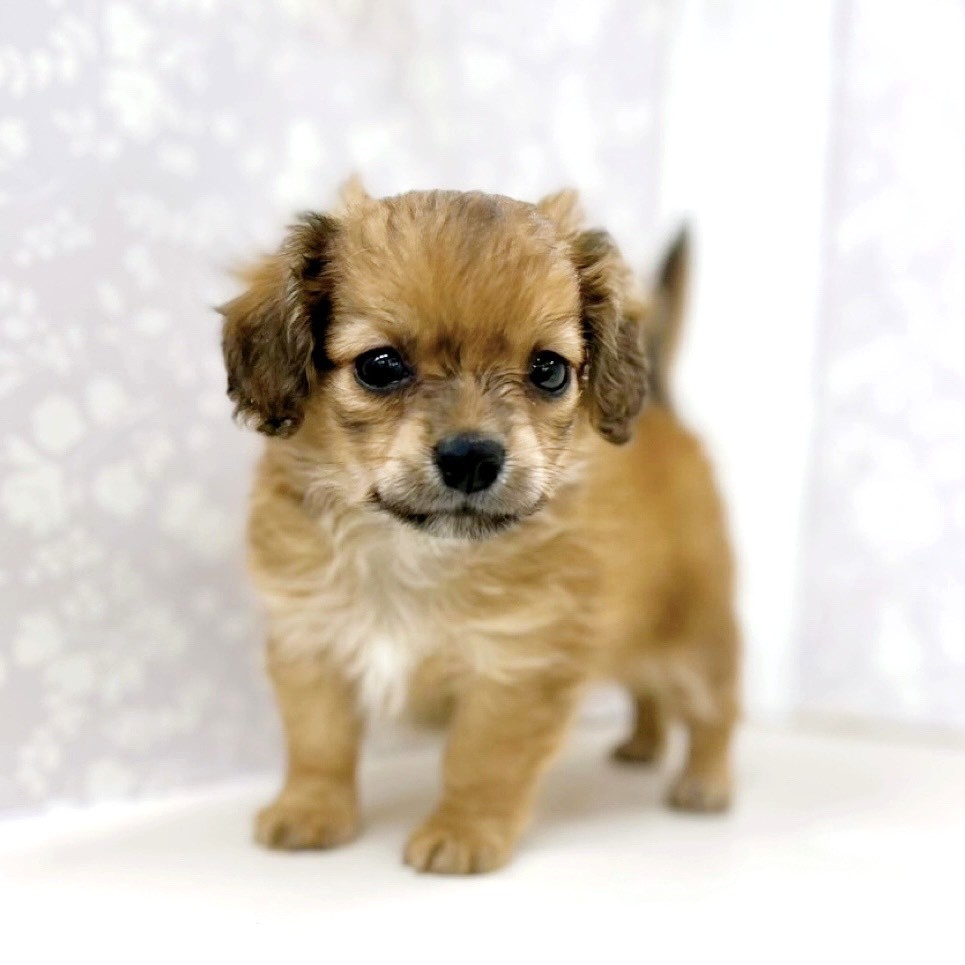富山県のチワックス(チワワ×ダックス) (犬の家＆猫の里アミーゴ高岡蓮花寺店/2026年3月7日生まれ/男の子/レッド)の子犬の4枚目の画像