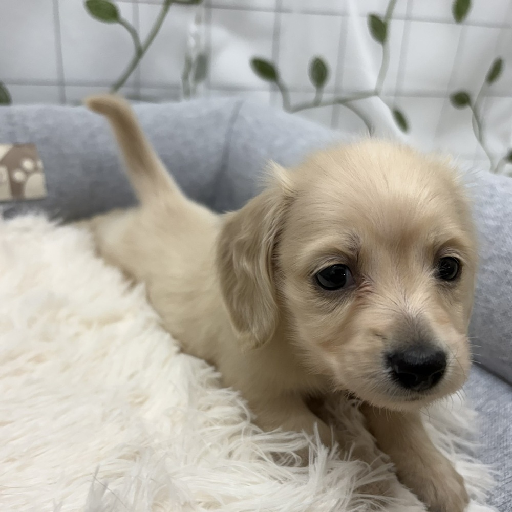 長野県のミニチュアダックスフンド(ロング) (犬の家＆猫の里塩尻店/2026年3月9日生まれ/女の子/イエロー)の子犬の4枚目の画像