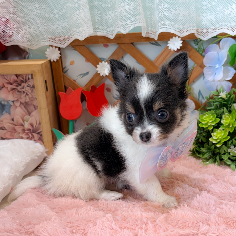 静岡県のチワワ(ロング) (犬の家＆猫の里富士店/2026年3月10日生まれ/男の子/ブルータンホワイト)の子犬の4枚目の画像