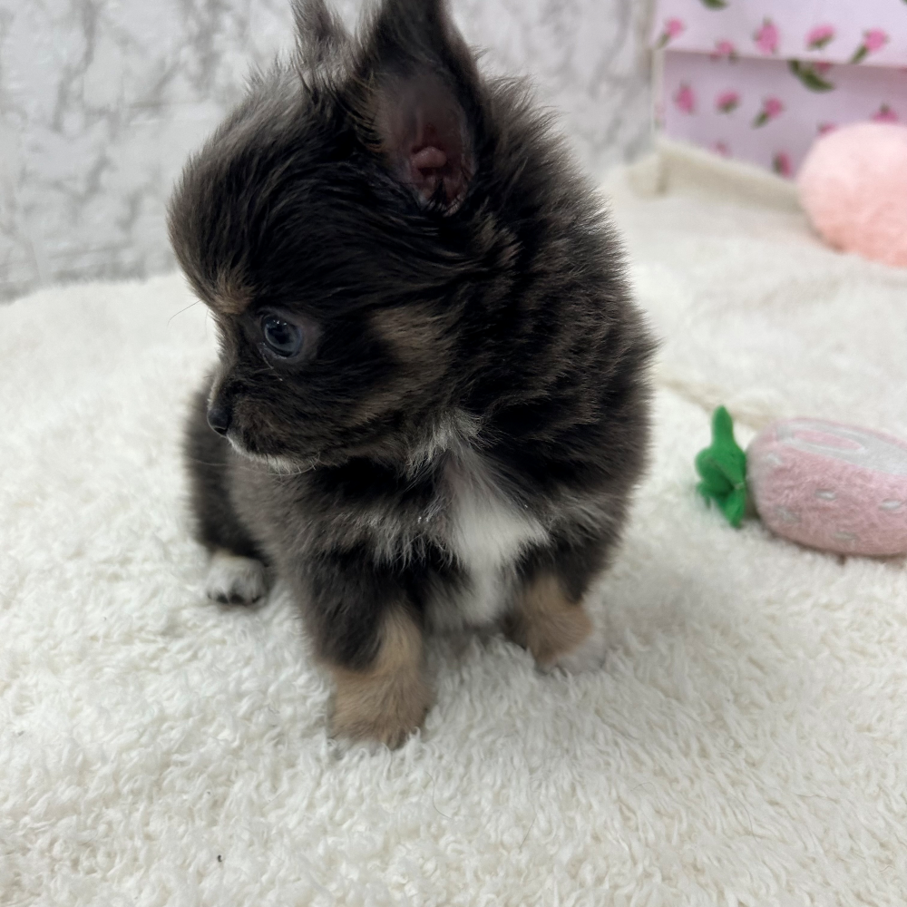 愛知県のチワワ(ロング) (犬の家＆猫の里エアポートウォーク店/2026年3月10日生まれ/男の子/ブルータンホワイト)の子犬の4枚目の画像