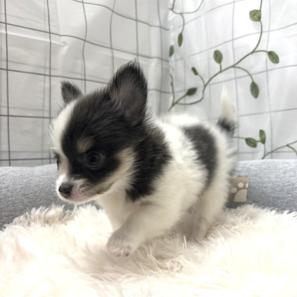 長野県のチワワ(ロング) (犬の家＆猫の里塩尻店/2026年3月10日生まれ/女の子/ブルータンホワイト)の子犬の4枚目の画像