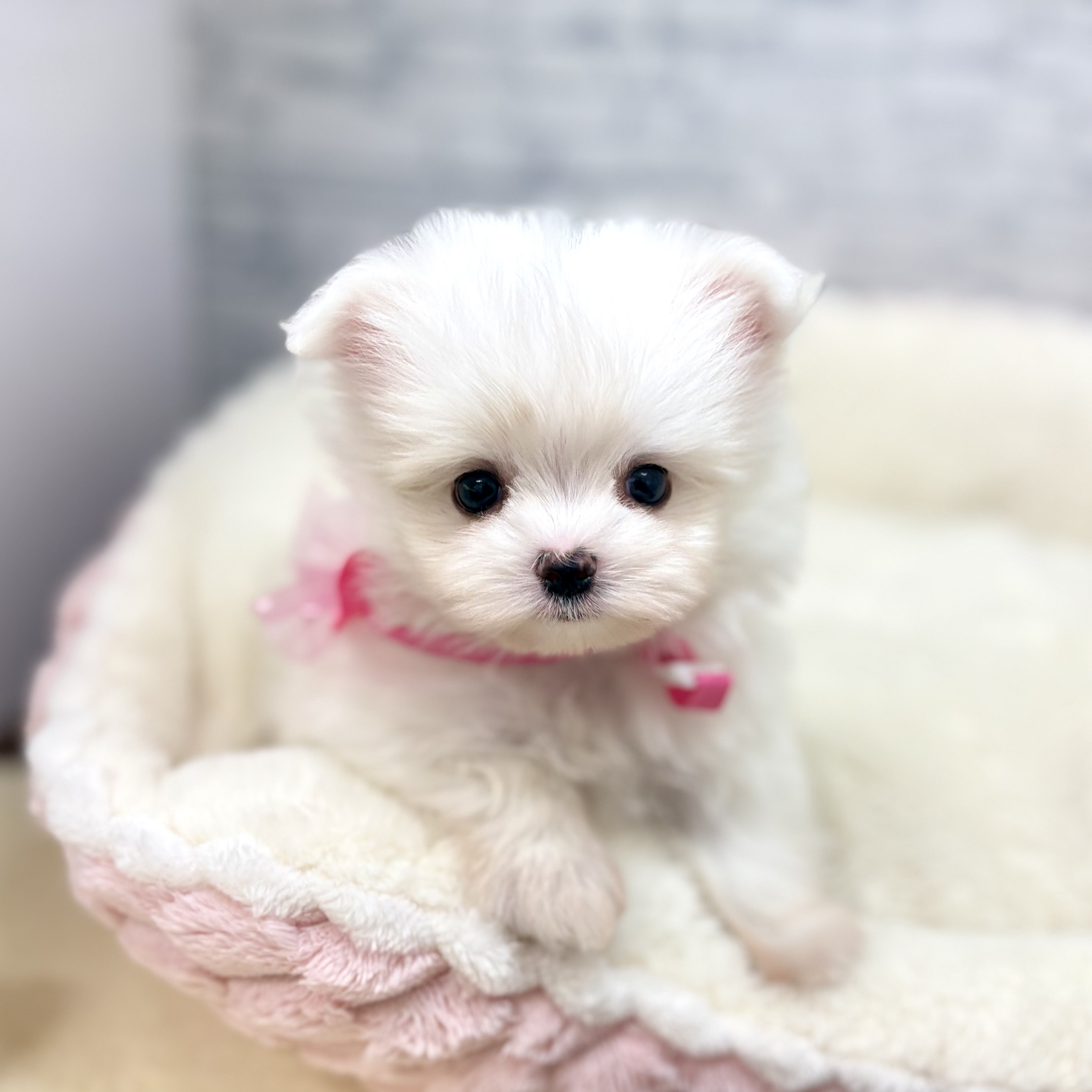 長野県のポメマル/マルポメ(ポメラニアン×マルチーズ) (犬の家＆猫の里長野店/2026年3月10日生まれ/男の子/ホワイト)の子犬の1枚目の画像