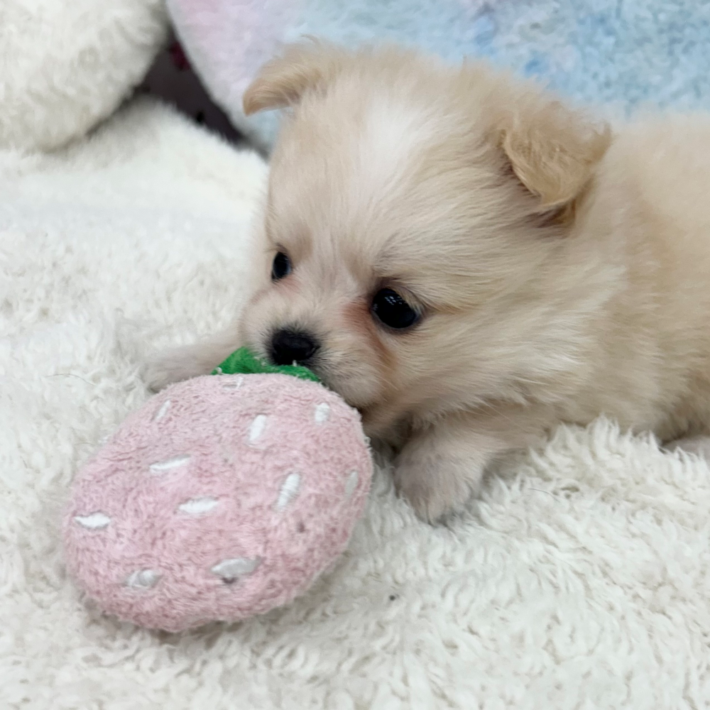 愛知県のポメチワ/チワポメ/ポメチー(ポメラニアン×チワワ) (犬の家＆猫の里エアポートウォーク店/2026年3月10日生まれ/女の子/クリーム)の子犬の4枚目の画像