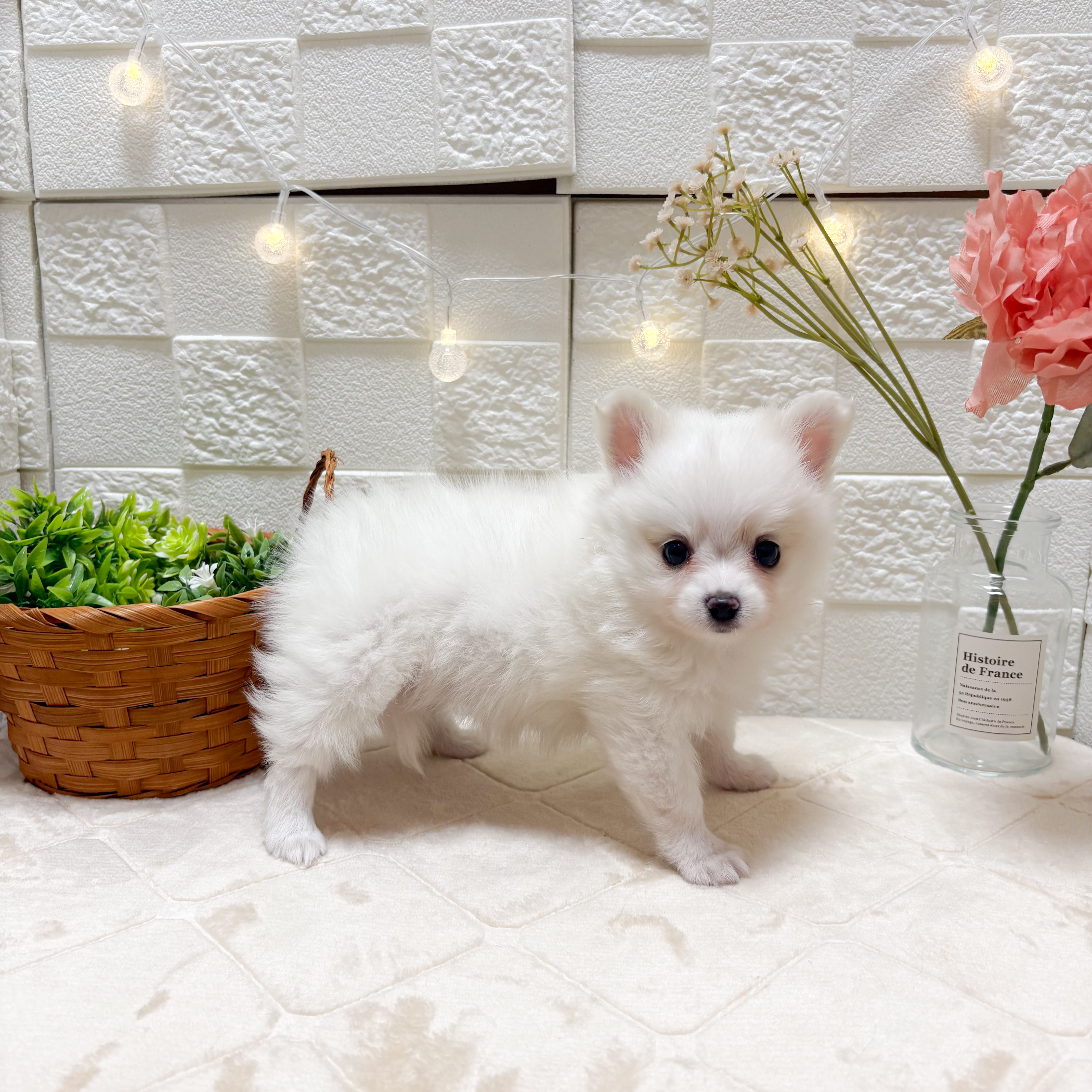 東京都のポメチワ/チワポメ/ポメチー(ポメラニアン×チワワ) (犬の家＆猫の里ペットフォレスト小平店/2026年3月10日生まれ/女の子/ホワイト)の子犬の4枚目の画像