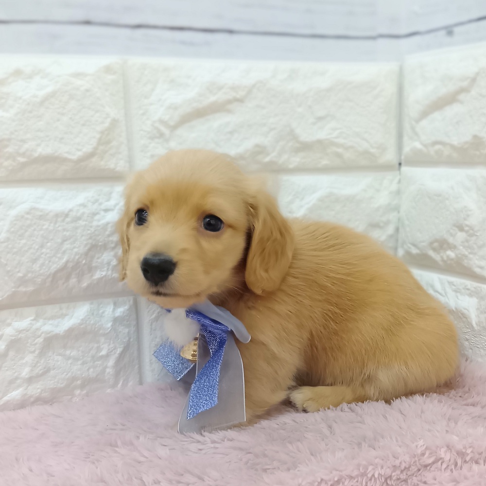静岡県のミニチュアダックスフンド(ロング) (犬の家＆猫の里アミーゴ浜松和田店/2026年3月10日生まれ/男の子/クリアレッド)の子犬の4枚目の画像