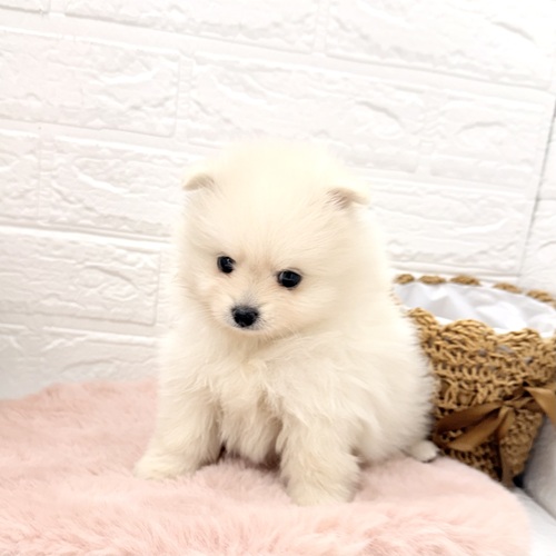 愛知県のポメラニアン (犬の家＆猫の里豊川インター店/2026年3月9日生まれ/女の子/クリーム)の子犬の4枚目の画像