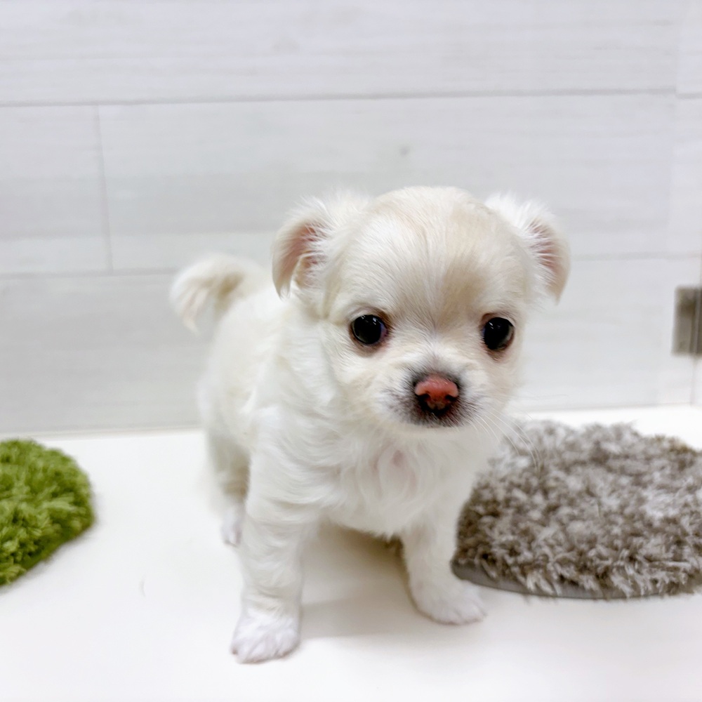 石川県のチワワ(ロング) (犬の家＆猫の里アミーゴ金沢おこばた店/2026年3月10日生まれ/女の子/クリーム)の子犬の4枚目の画像