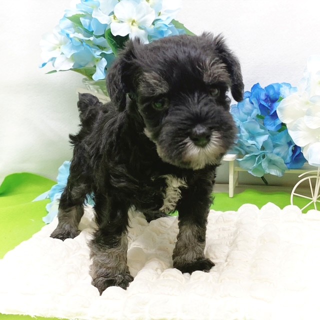 静岡県のミニチュアシュナウザー (犬の家＆猫の里藤枝店/2026年3月9日生まれ/男の子/ブラックシルバー)の子犬の4枚目の画像