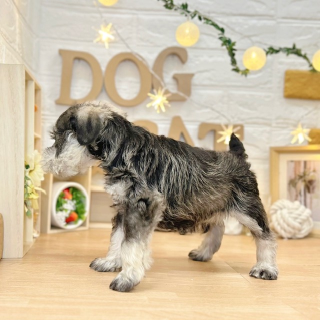 千葉県のミニチュアシュナウザー (犬の家＆猫の里ワンズモール稲毛店/2026年3月9日生まれ/男の子/ソルトペッパー)の子犬の4枚目の画像