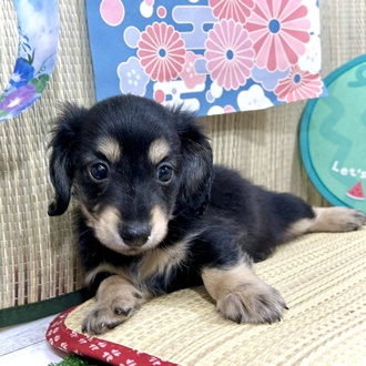 神奈川県のミニチュアダックスフンド(ロング) (犬の家＆猫の里小田原店/2026年3月9日生まれ/男の子/ブラックイエロー)の子犬の4枚目の画像