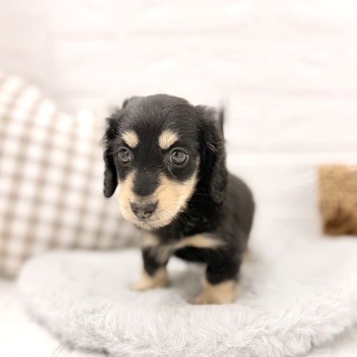 愛知県のミニチュアダックスフンド(ロング) (犬の家＆猫の里豊川インター店/2026年3月9日生まれ/男の子/ブラックイエロー)の子犬の4枚目の画像