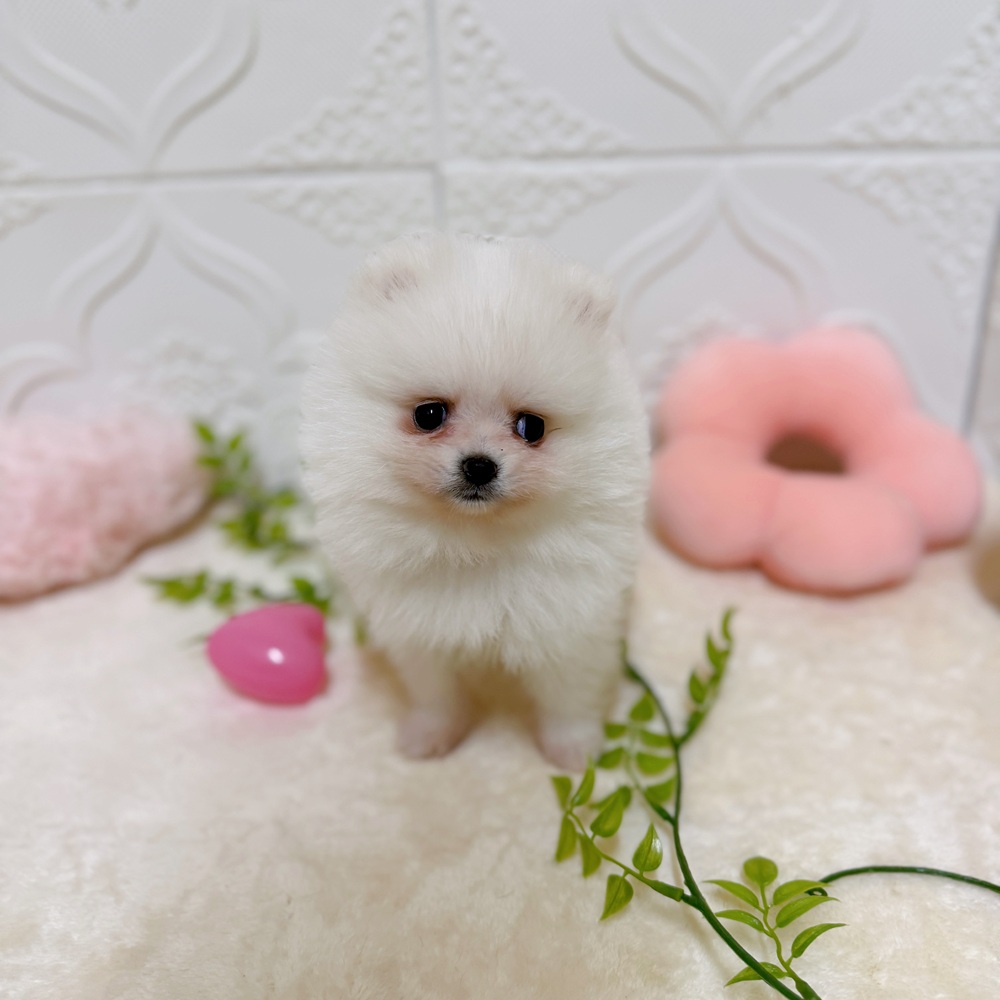 愛知県のポメラニアン (犬の家＆猫の里岡崎店/2026年3月10日生まれ/女の子/ホワイト)の子犬の4枚目の画像
