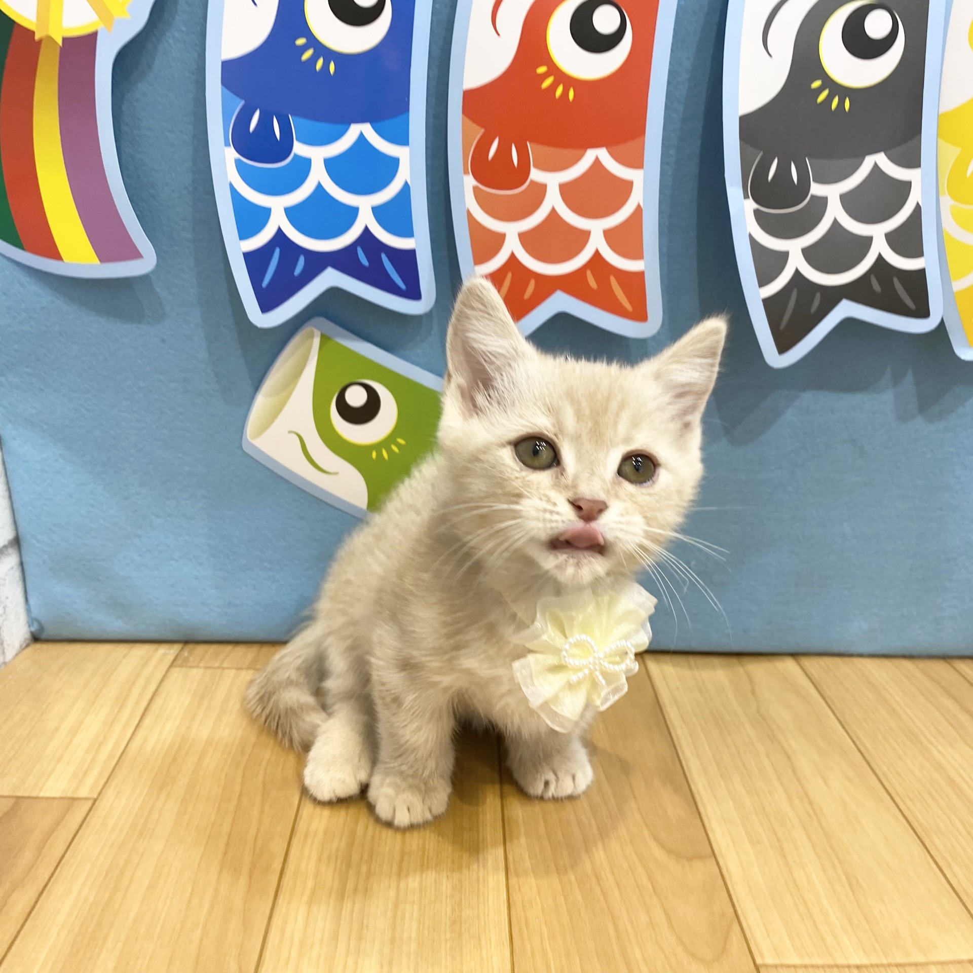 長野県のマンチカン (犬の家＆猫の里カインズ梓川店/2026年3月4日生まれ/男の子/クリームタビー)の子猫の4枚目の画像