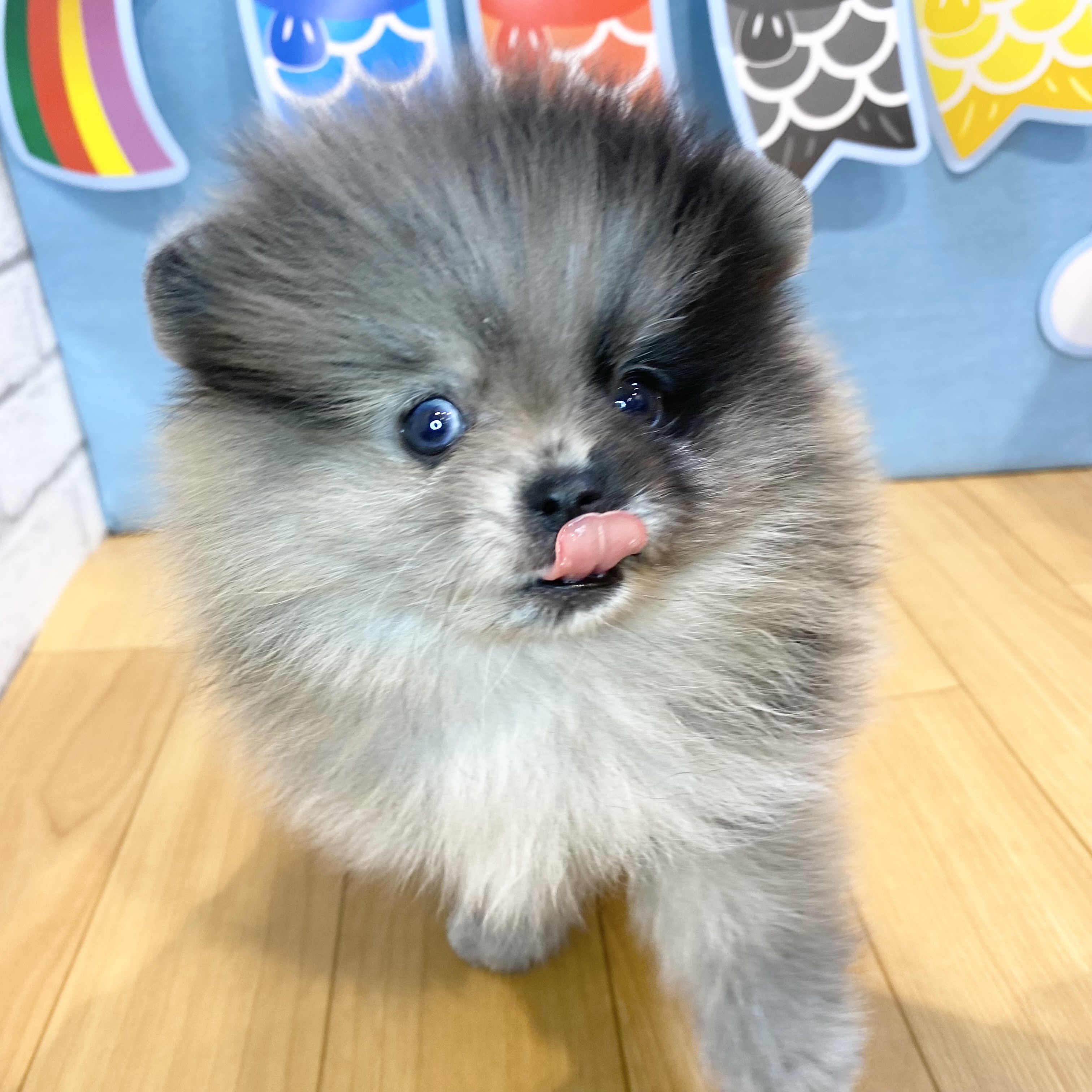長野県のポメラニアン (犬の家＆猫の里カインズ梓川店/2026年3月9日生まれ/男の子/ブルーマール)の子犬の4枚目の画像