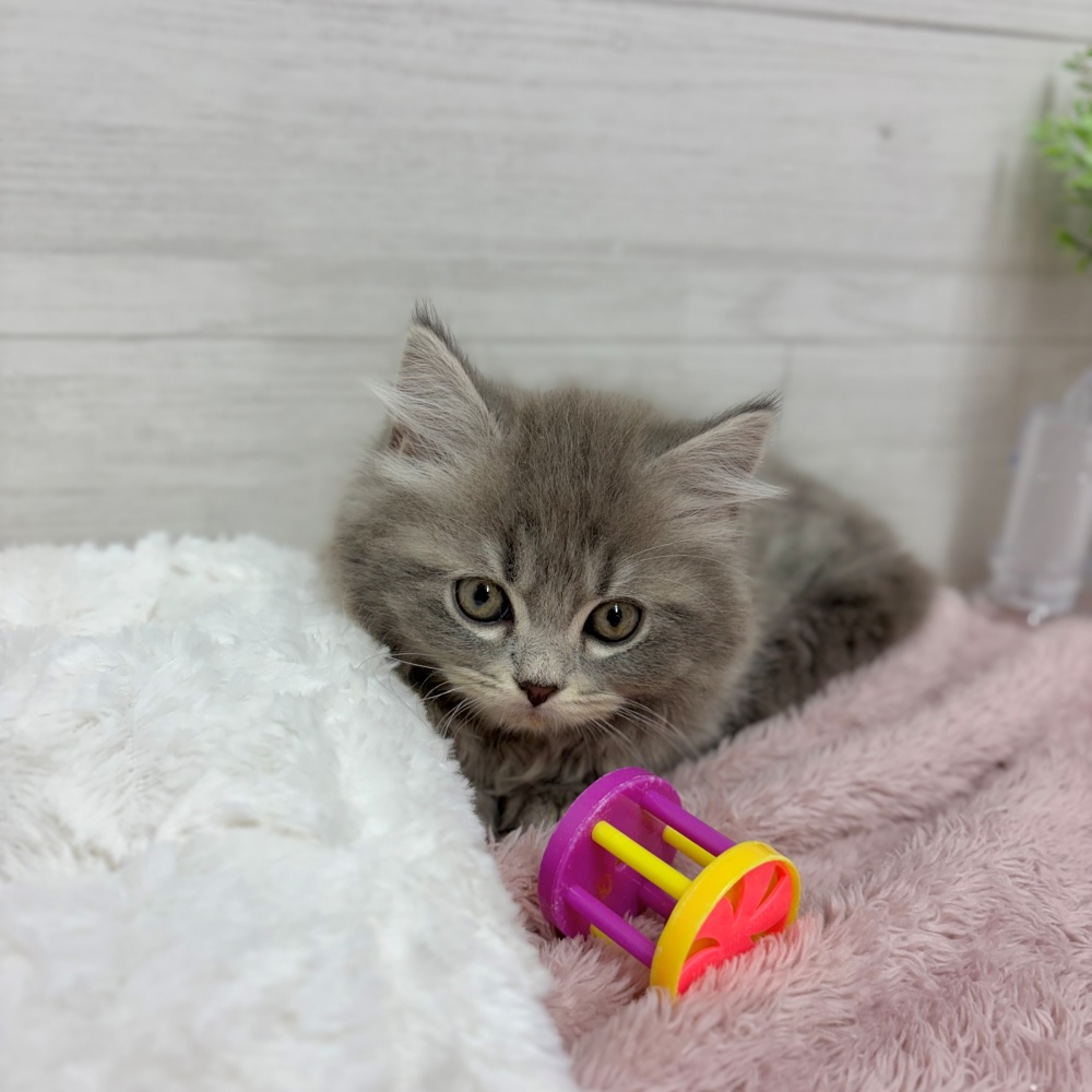 神奈川県のスコティッシュストレート (犬の家＆猫の里相模原店/2026年3月5日生まれ/男の子/ブルータビー)の子猫の4枚目の画像