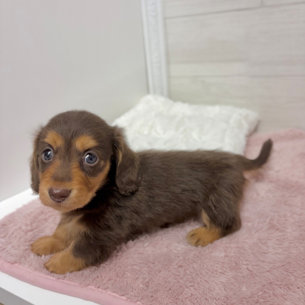 神奈川県のミニチュアダックスフンド(ロング) (犬の家＆猫の里相模原店/2026年3月10日生まれ/男の子/チョコレートタン)の子犬の4枚目の画像