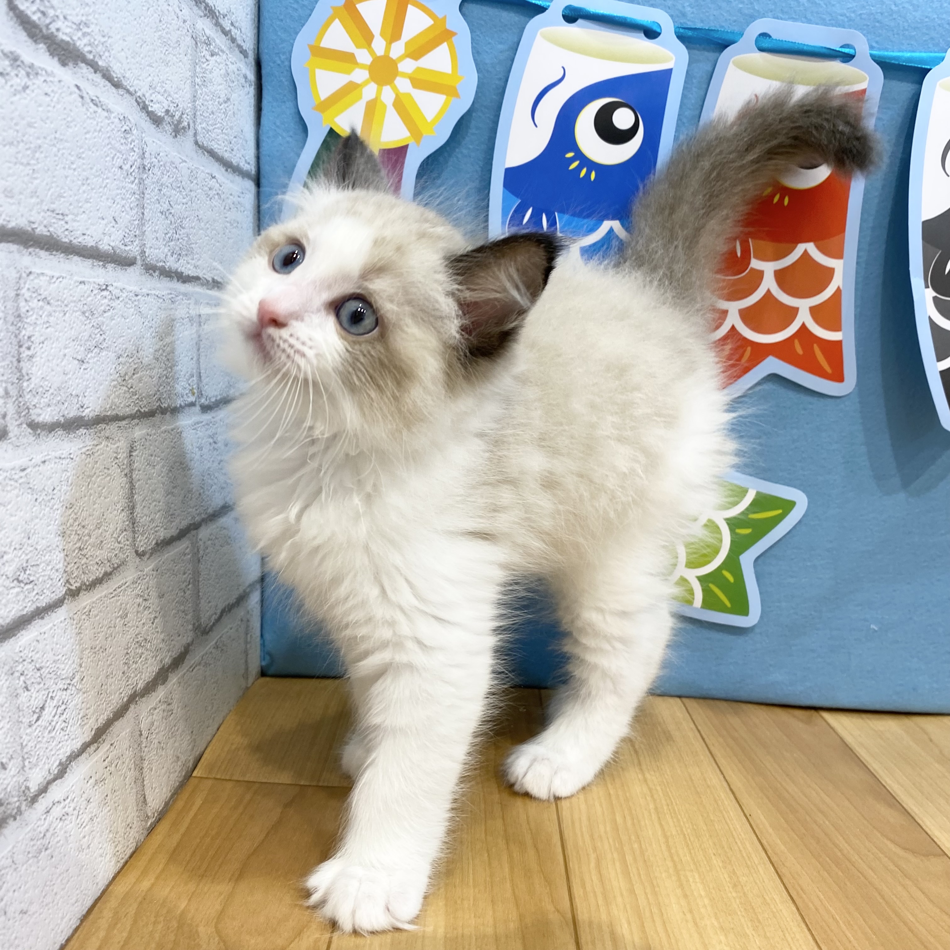 長野県のラグドール (犬の家＆猫の里カインズ梓川店/2026年3月8日生まれ/男の子/シールポイントバイカラー)の子猫の4枚目の画像