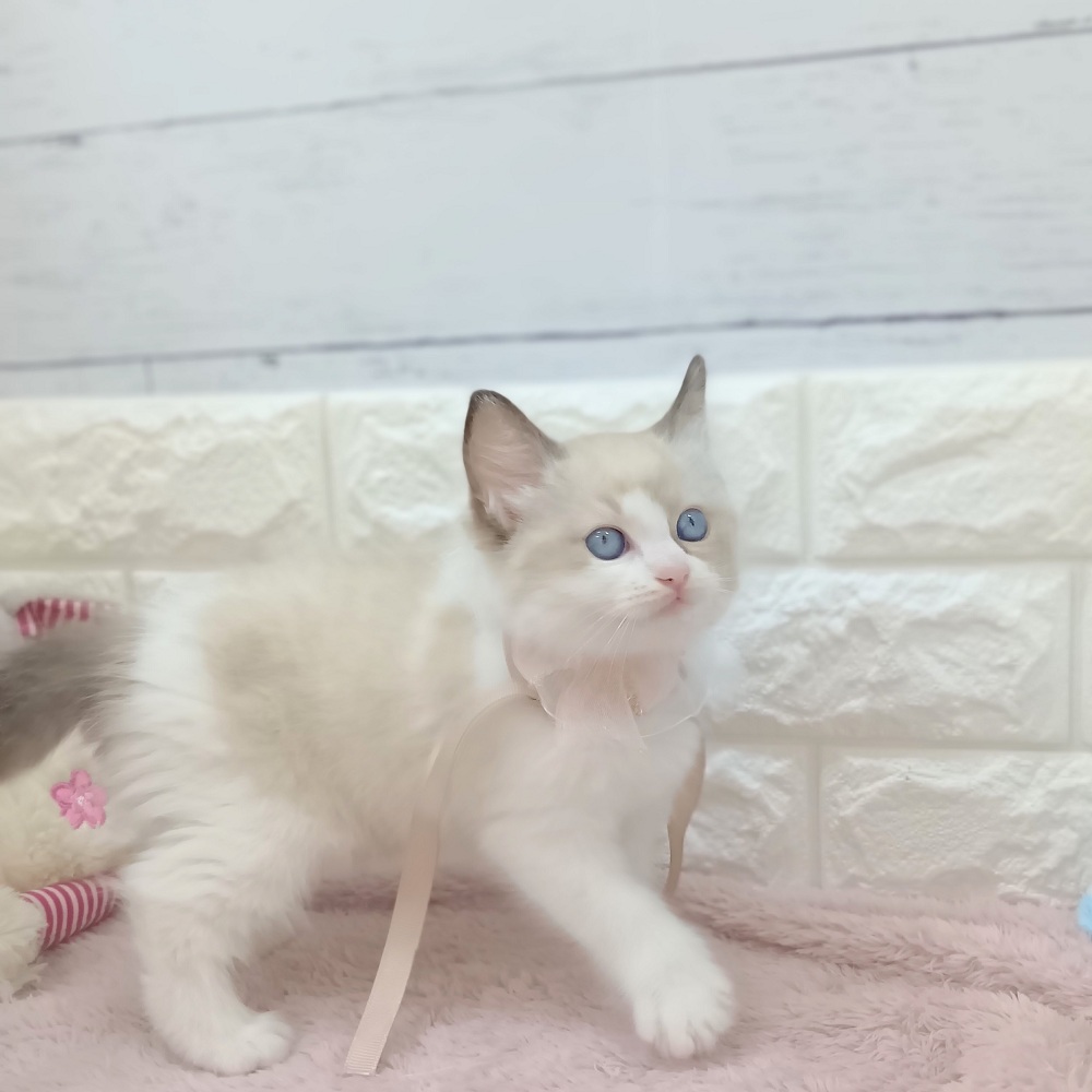 静岡県のラグドール (犬の家＆猫の里アミーゴ浜松和田店/2026年3月8日生まれ/女の子/シールポイントバイカラー)の子猫の4枚目の画像