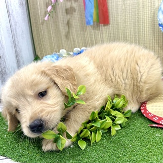 神奈川県のゴールデンレトリバー (犬の家＆猫の里小田原店/2026年3月8日生まれ/男の子/ゴールデン)の子犬の4枚目の画像