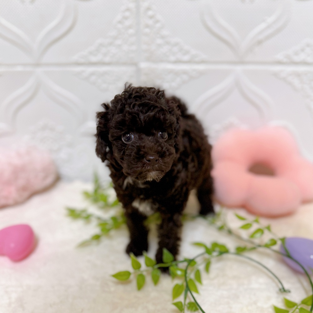 愛知県のトイプードル(トイ) (犬の家＆猫の里岡崎店/2026年3月9日生まれ/女の子/ブラウン)の子犬の4枚目の画像
